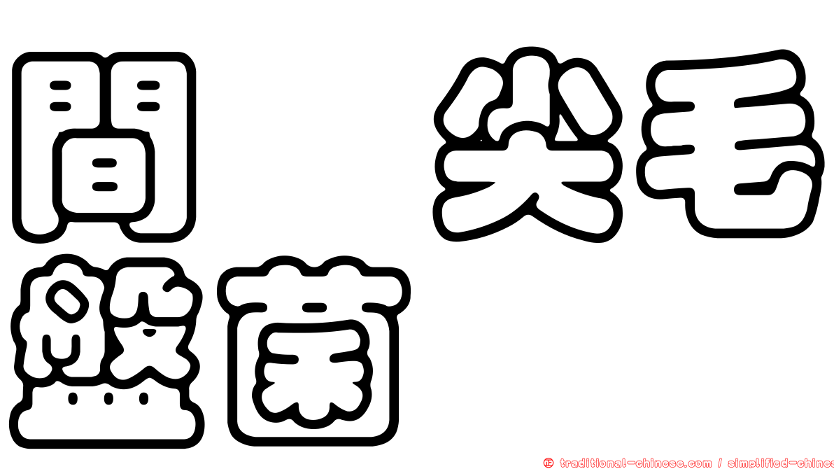 間孢尖毛盤菌
