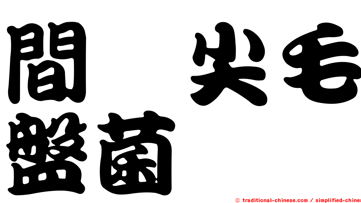 間孢尖毛盤菌