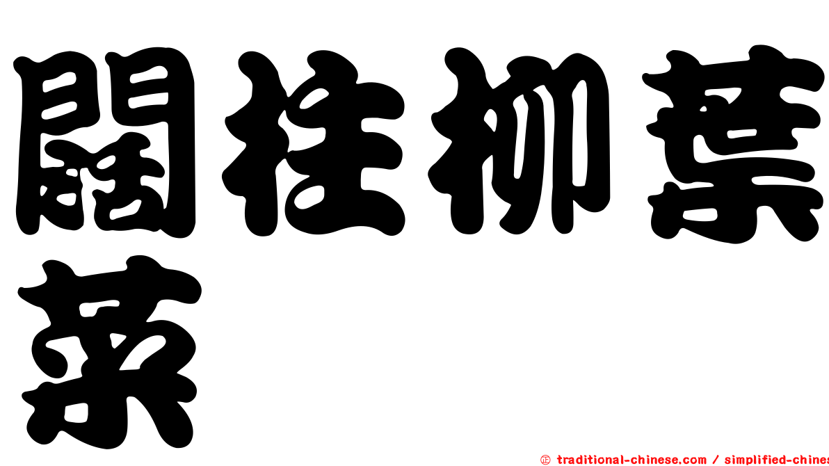 闊柱柳葉菜