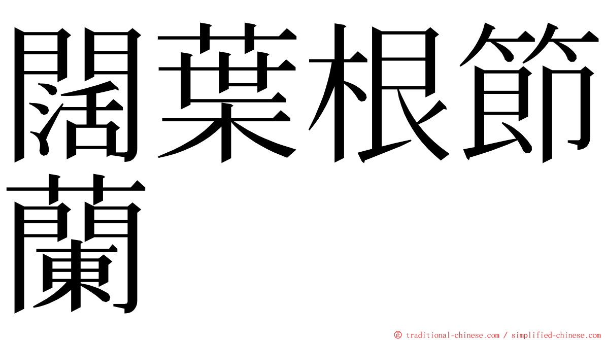 闊葉根節蘭 ming font