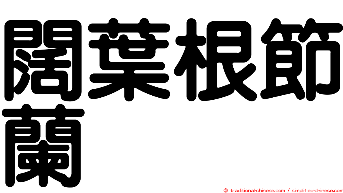 闊葉根節蘭