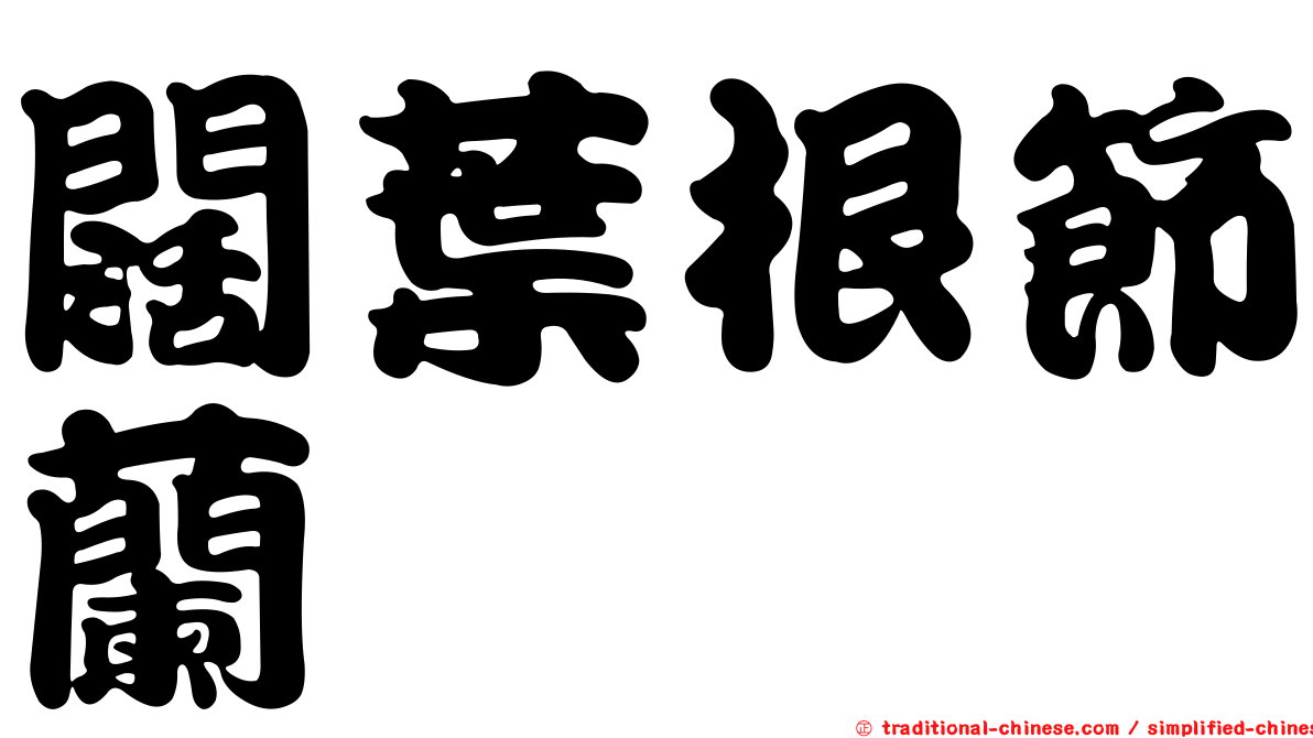 闊葉根節蘭