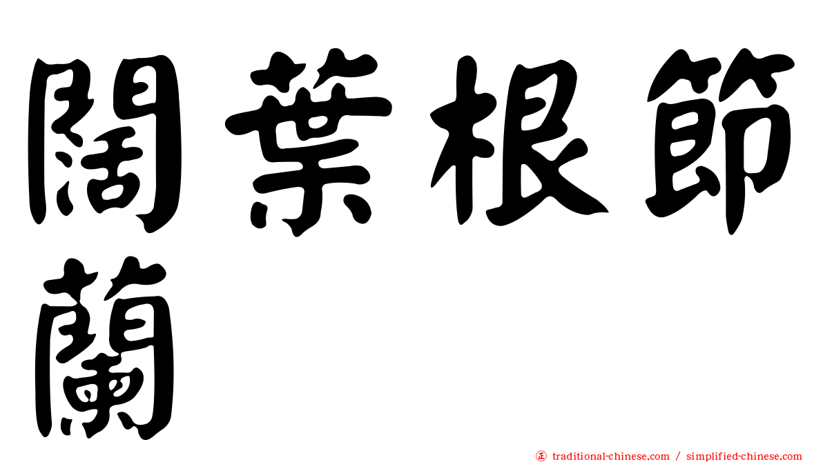 闊葉根節蘭