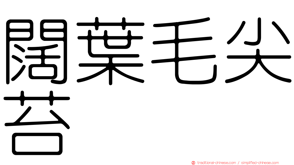 闊葉毛尖苔