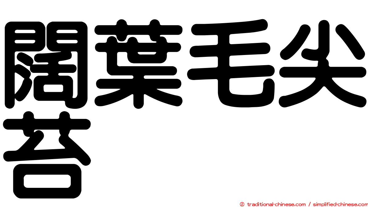 闊葉毛尖苔
