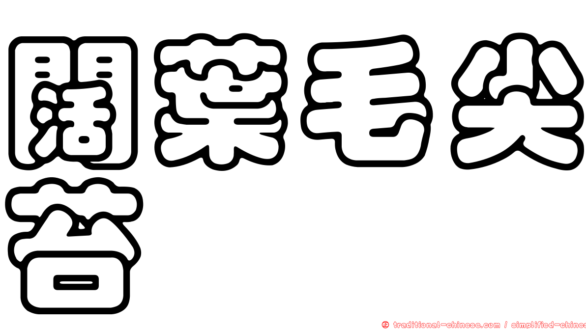 闊葉毛尖苔