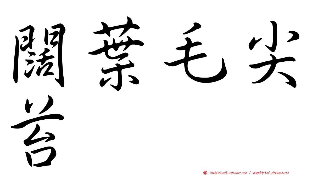 闊葉毛尖苔