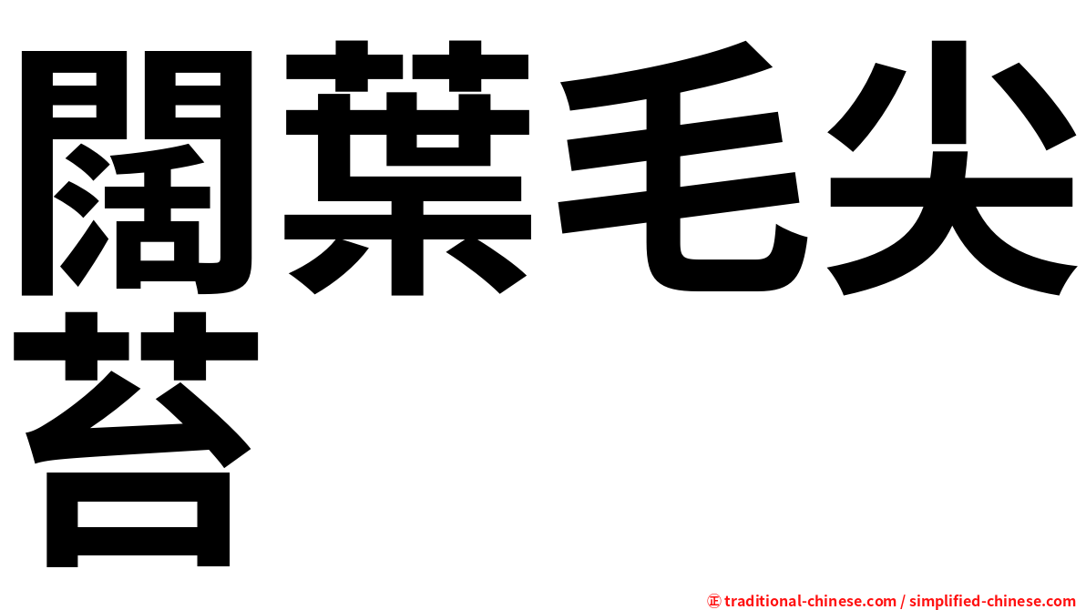 闊葉毛尖苔