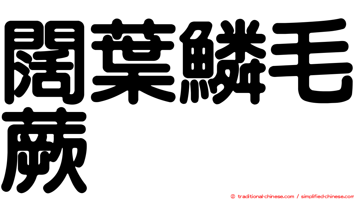 闊葉鱗毛蕨