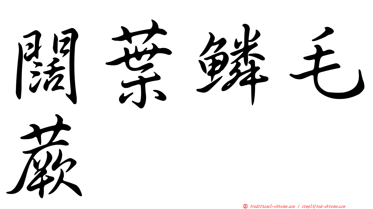 闊葉鱗毛蕨
