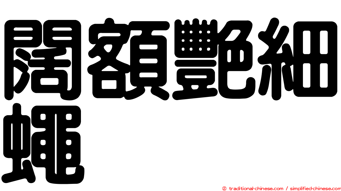 闊額艷細蠅