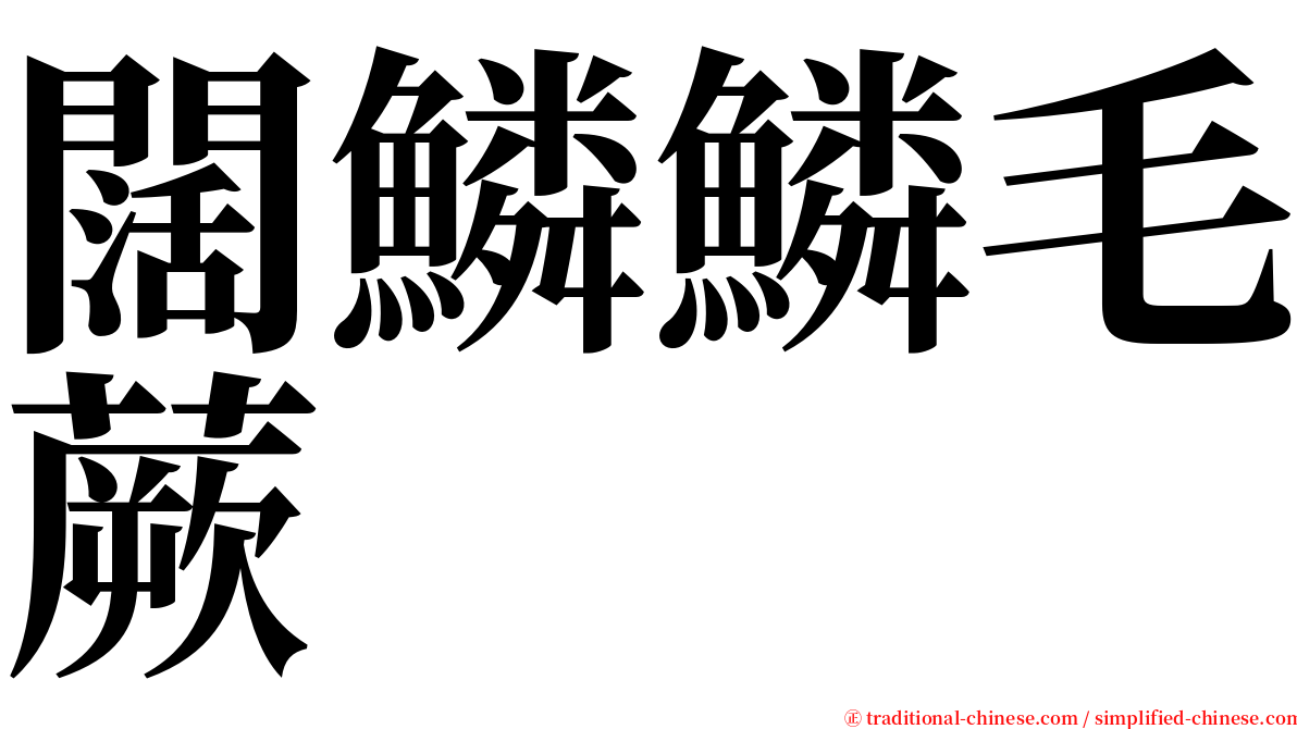 闊鱗鱗毛蕨 serif font