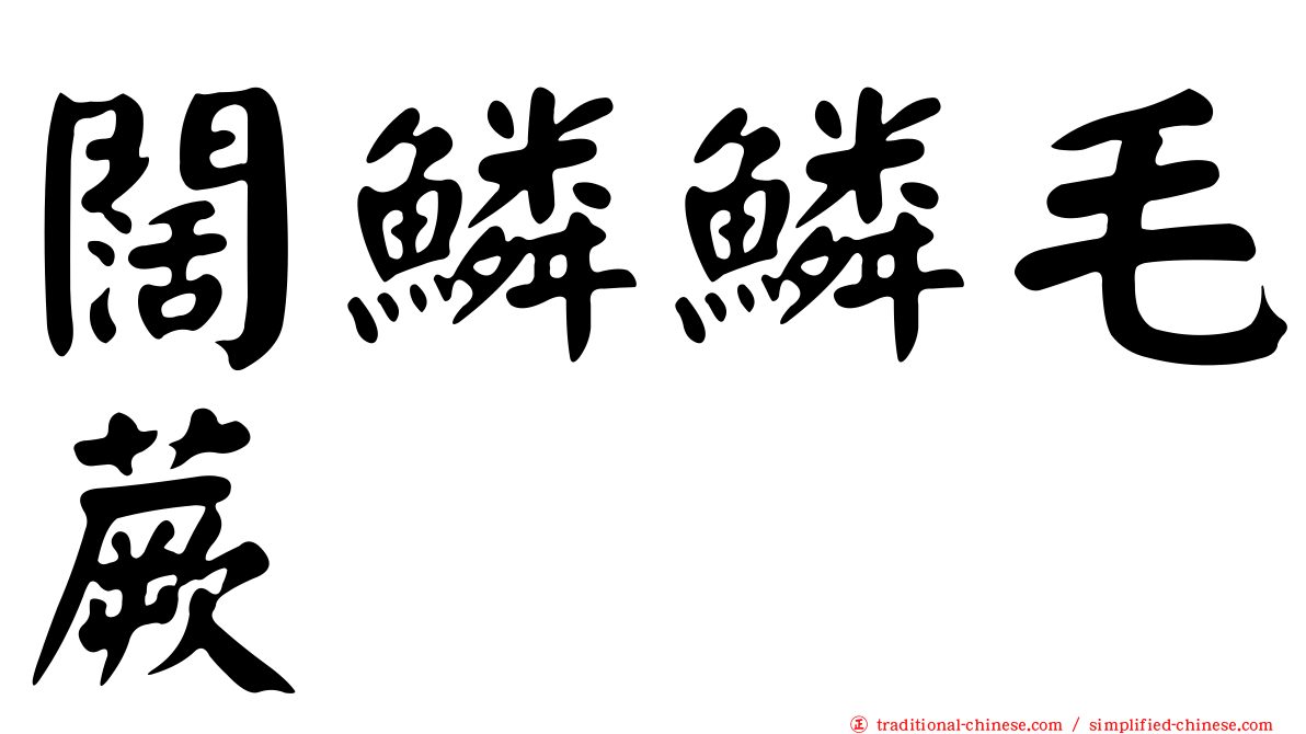 闊鱗鱗毛蕨