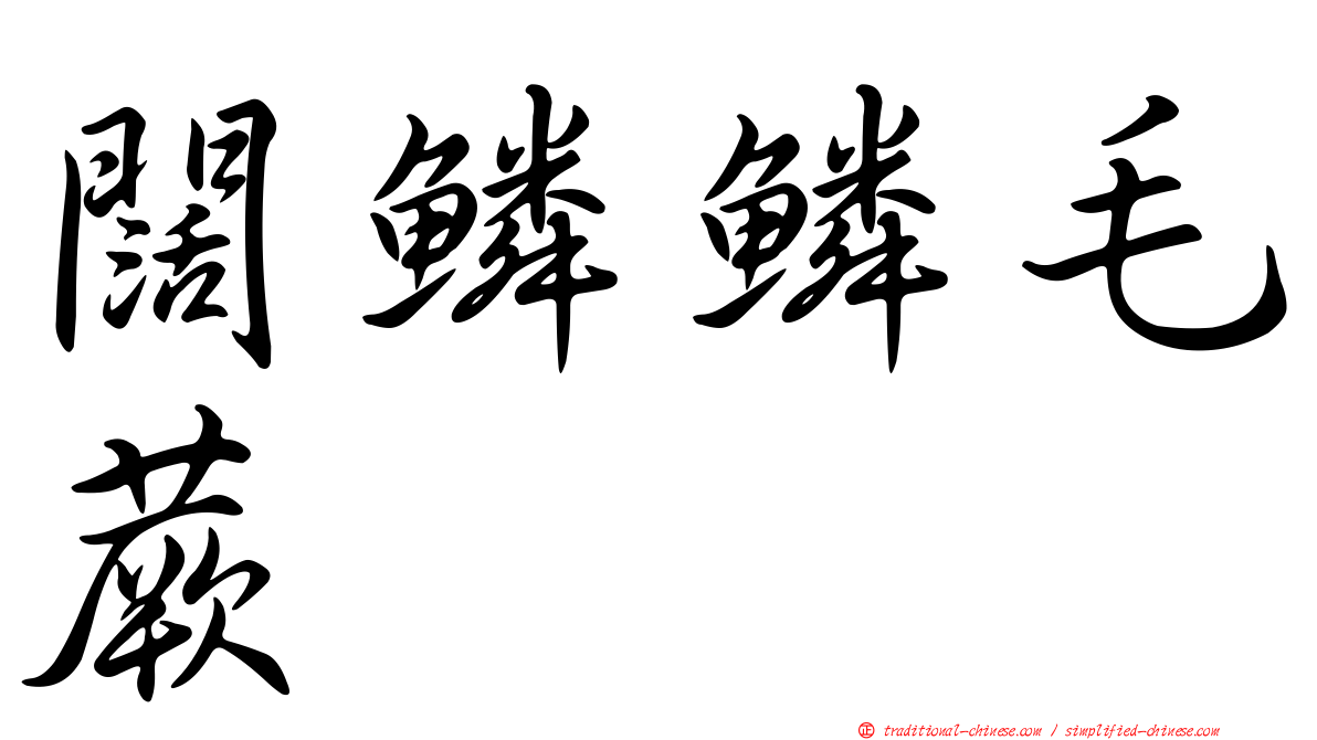 闊鱗鱗毛蕨