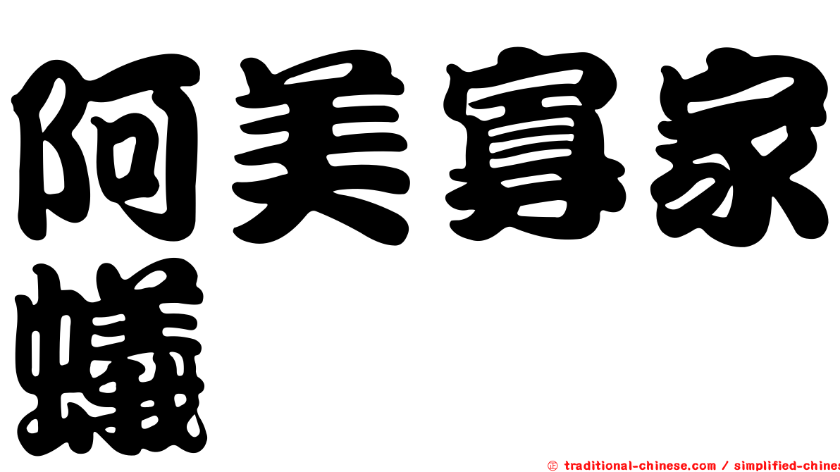 阿美寡家蟻