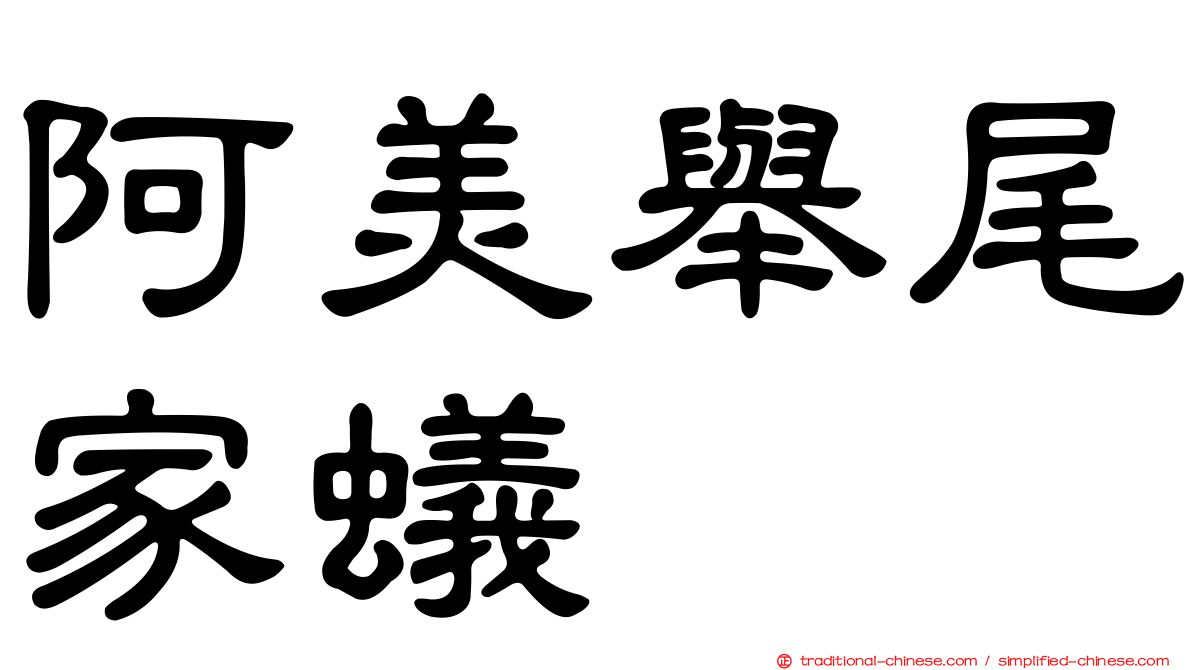阿美舉尾家蟻