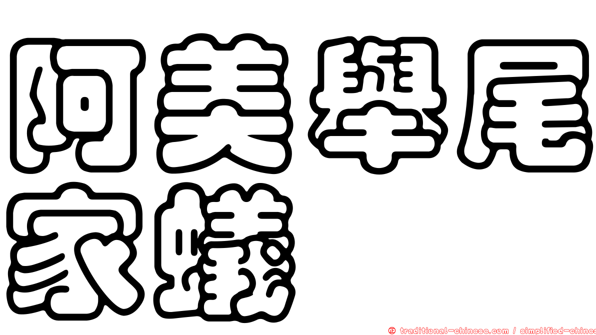 阿美舉尾家蟻