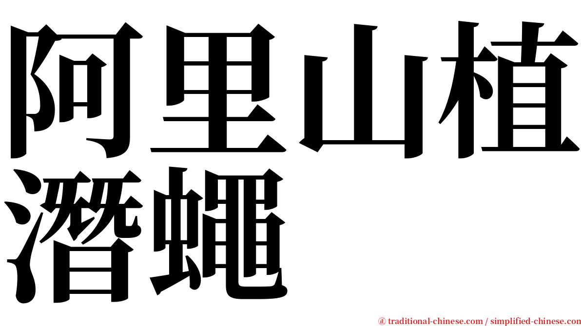 阿里山植潛蠅 serif font
