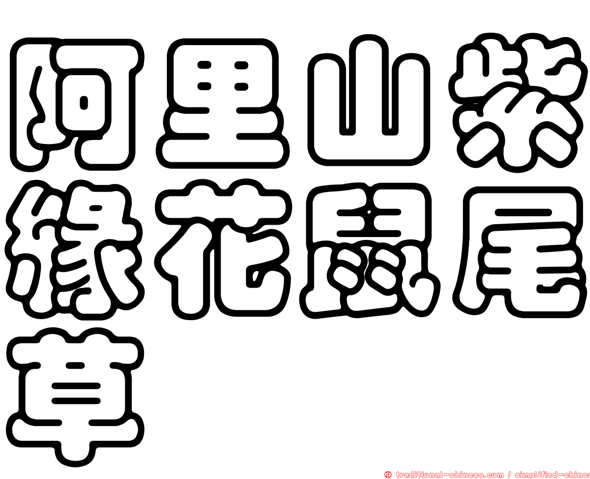 阿里山紫緣花鼠尾草