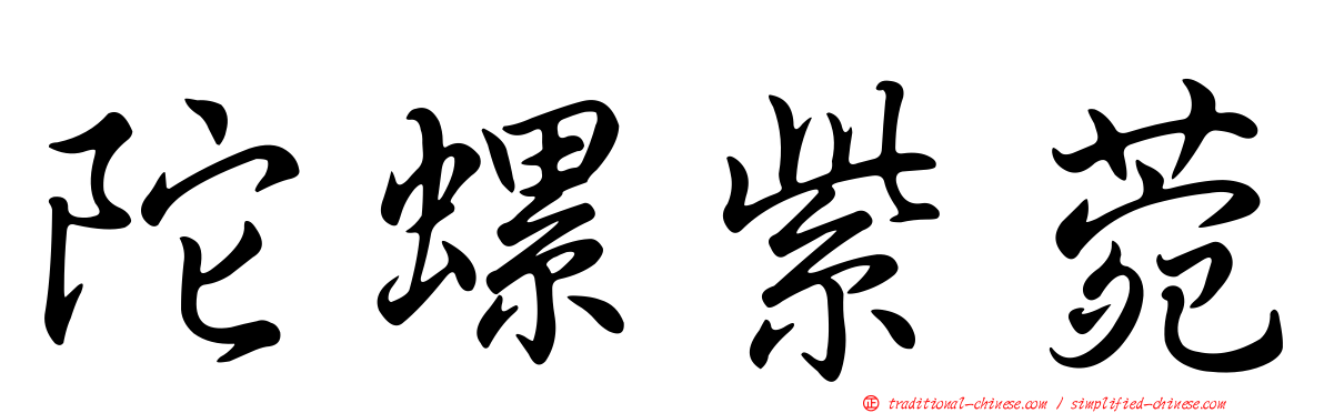 陀螺紫菀