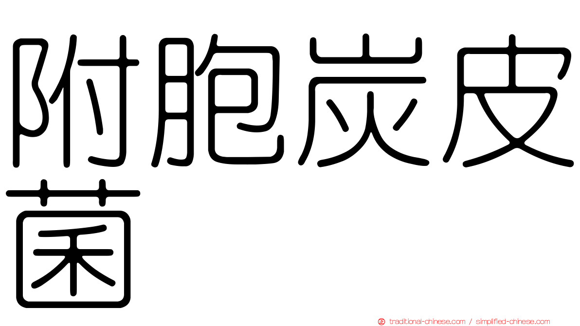 附胞炭皮菌