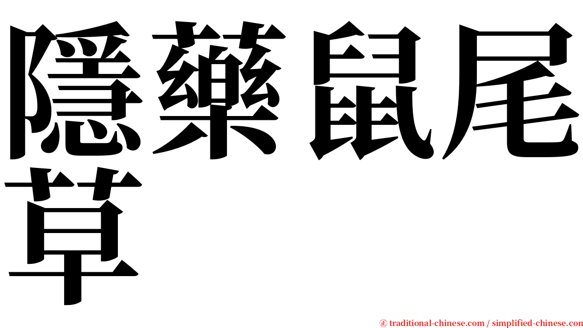 隱藥鼠尾草 serif font