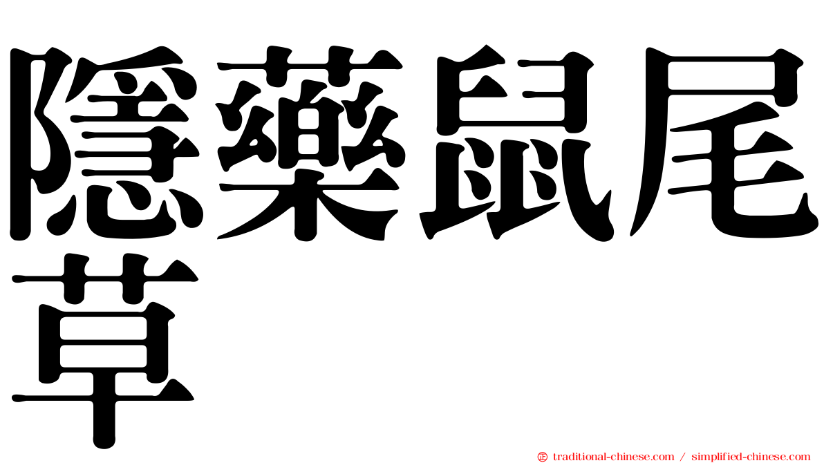 隱藥鼠尾草
