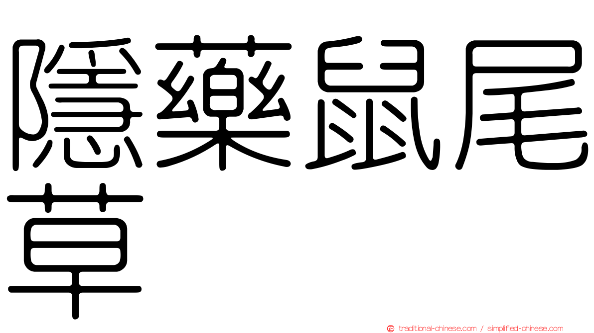 隱藥鼠尾草