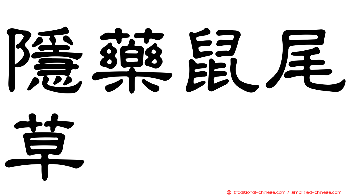 隱藥鼠尾草