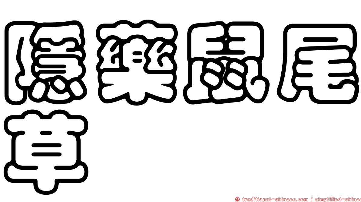 隱藥鼠尾草