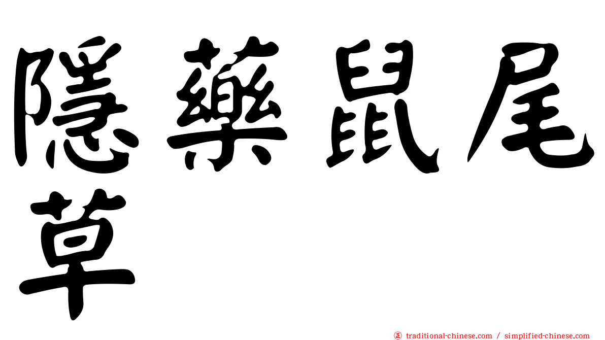 隱藥鼠尾草