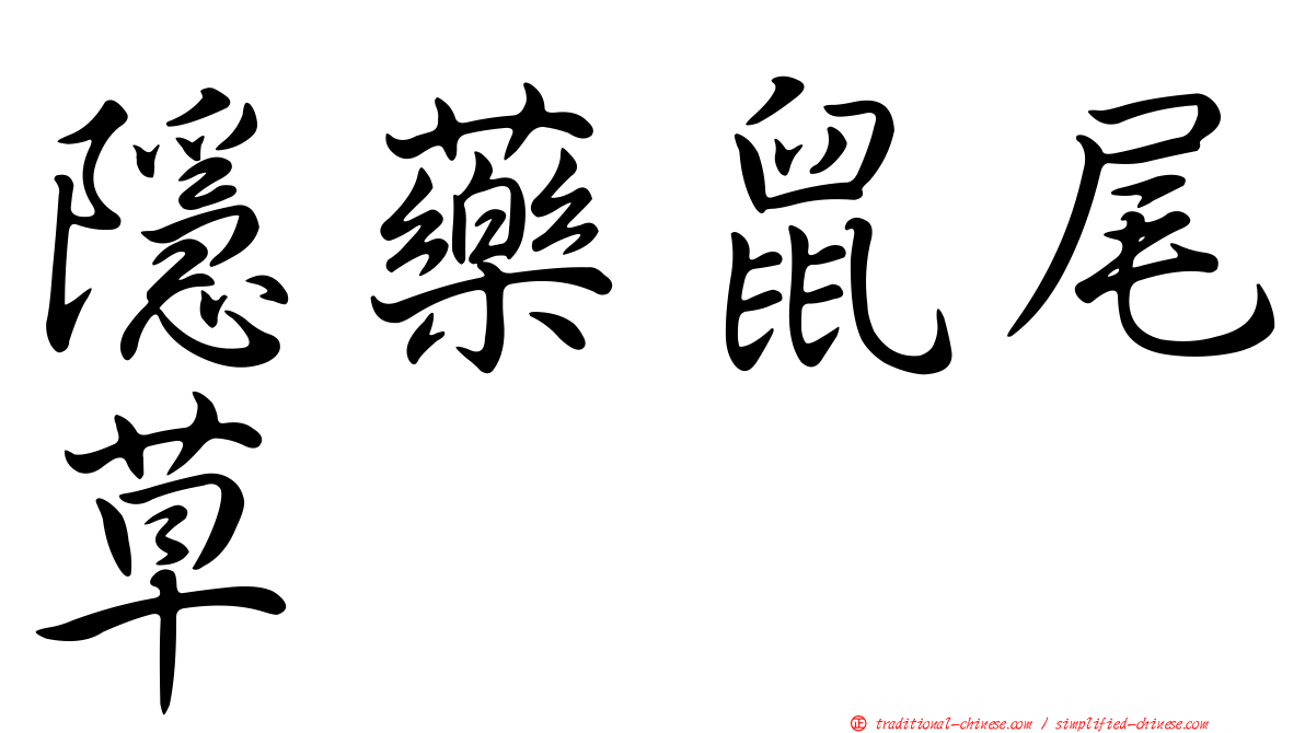 隱藥鼠尾草