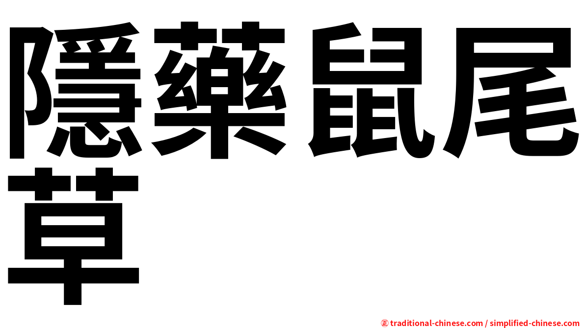 隱藥鼠尾草