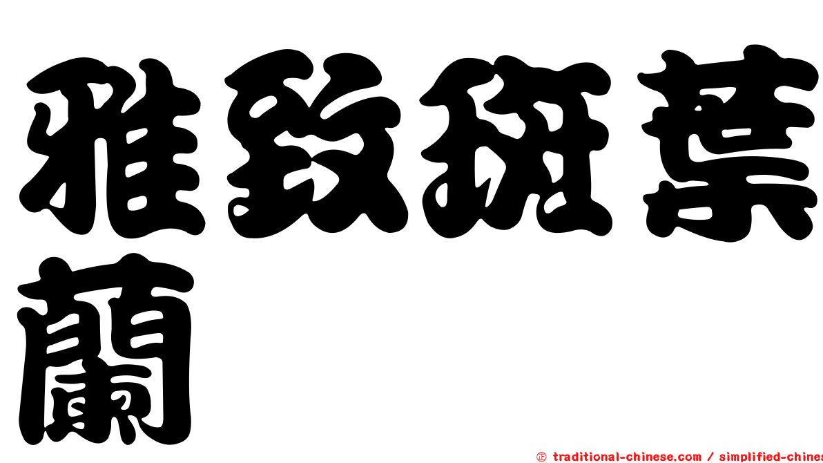 雅致斑葉蘭
