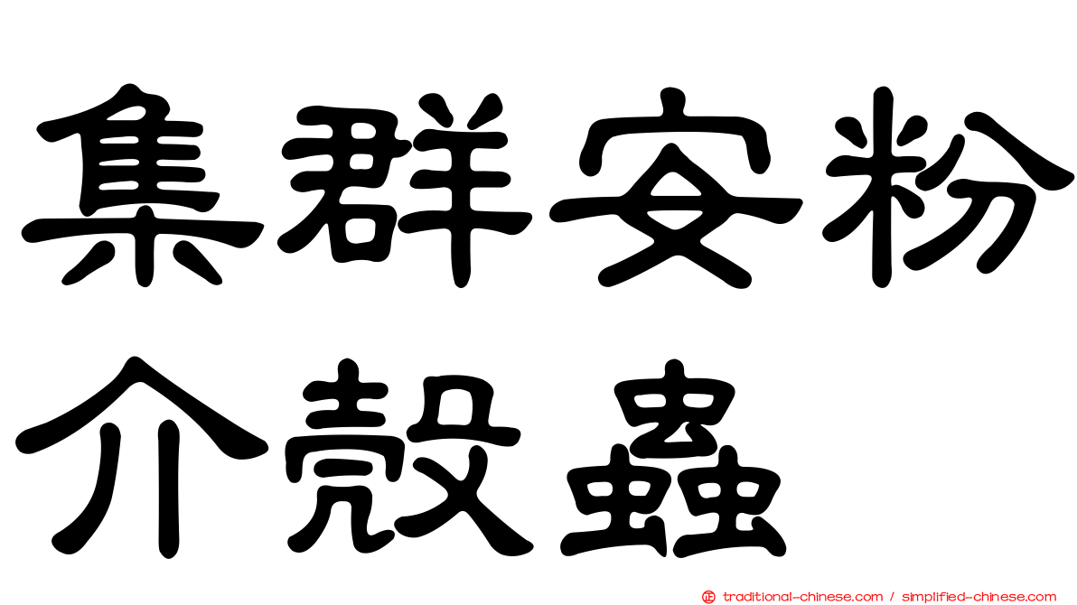 集群安粉介殼蟲