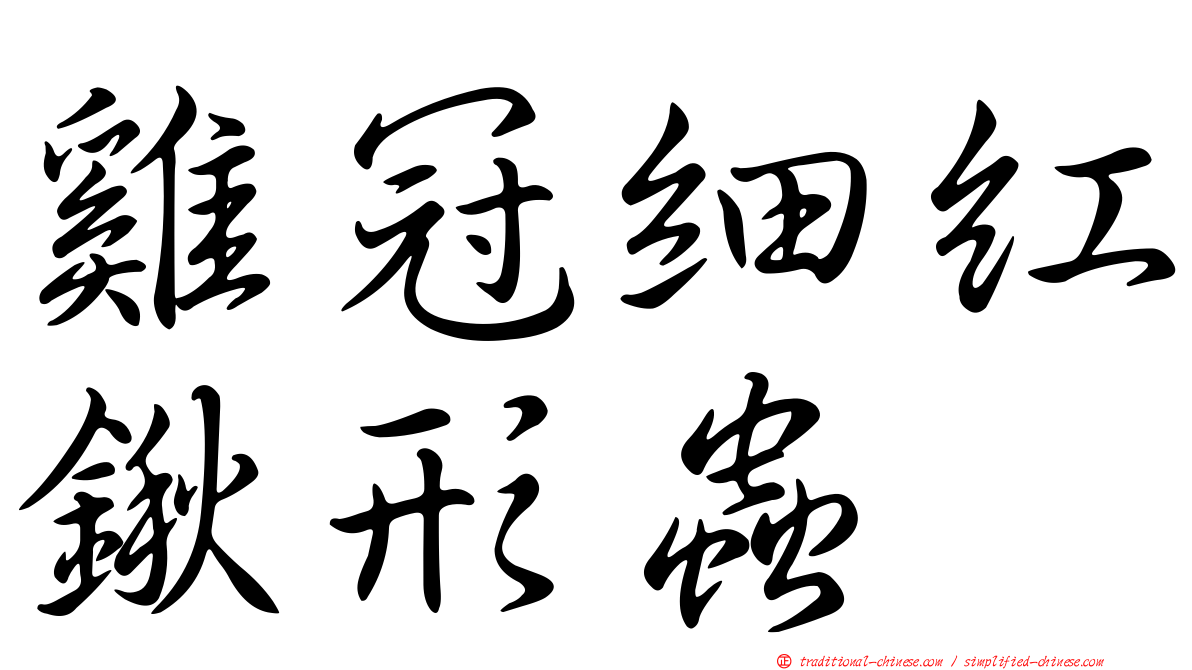 雞冠細紅鍬形蟲