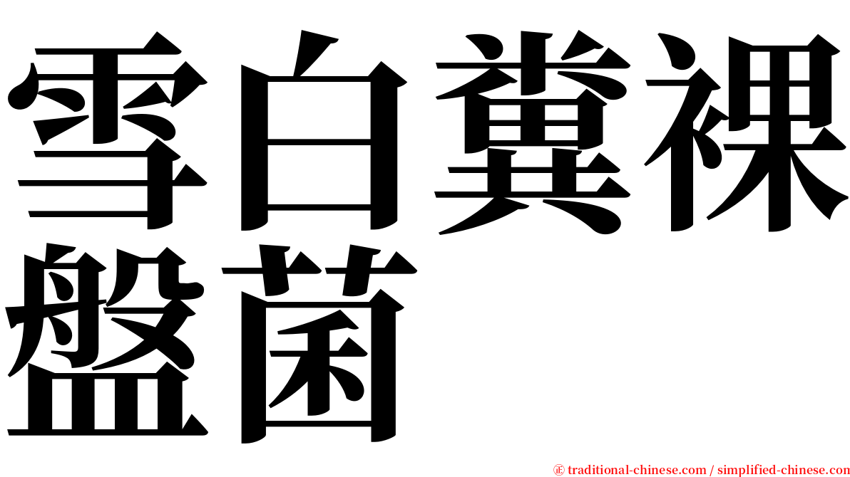 雪白糞裸盤菌 serif font