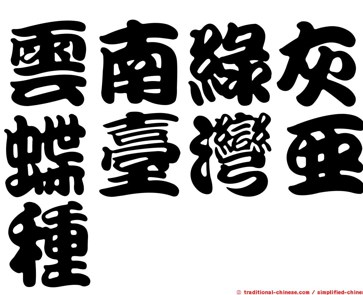 雲南綠灰蝶臺灣亞種