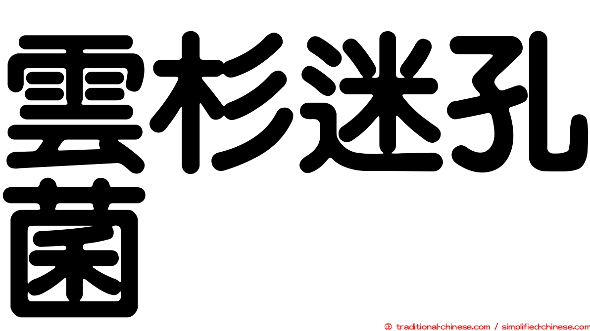 雲杉迷孔菌