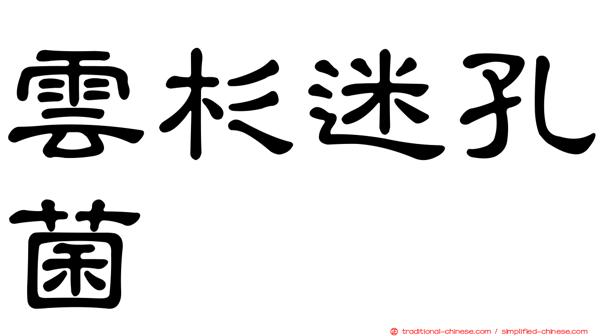雲杉迷孔菌