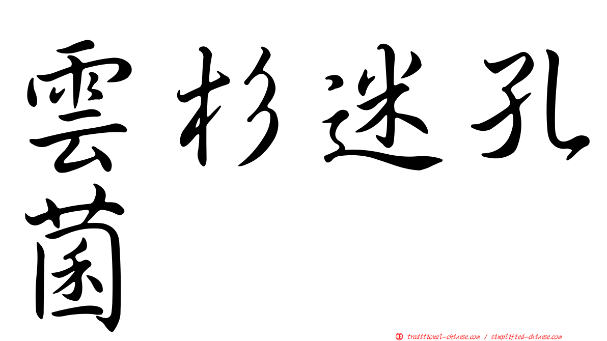 雲杉迷孔菌