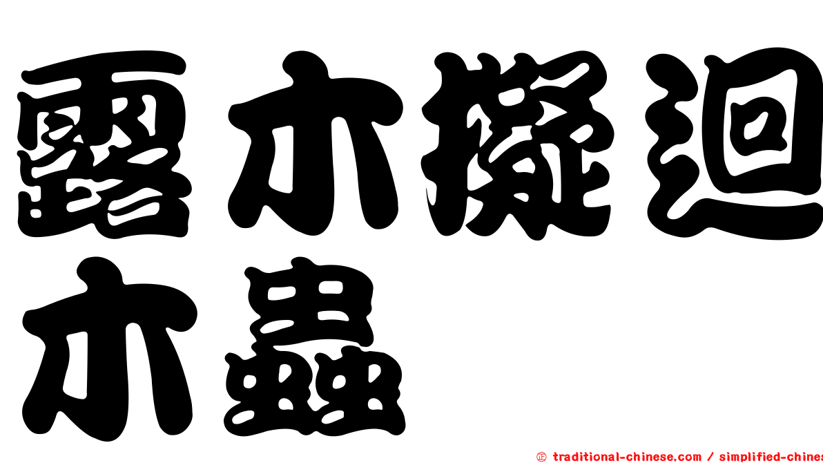露木擬迴木蟲