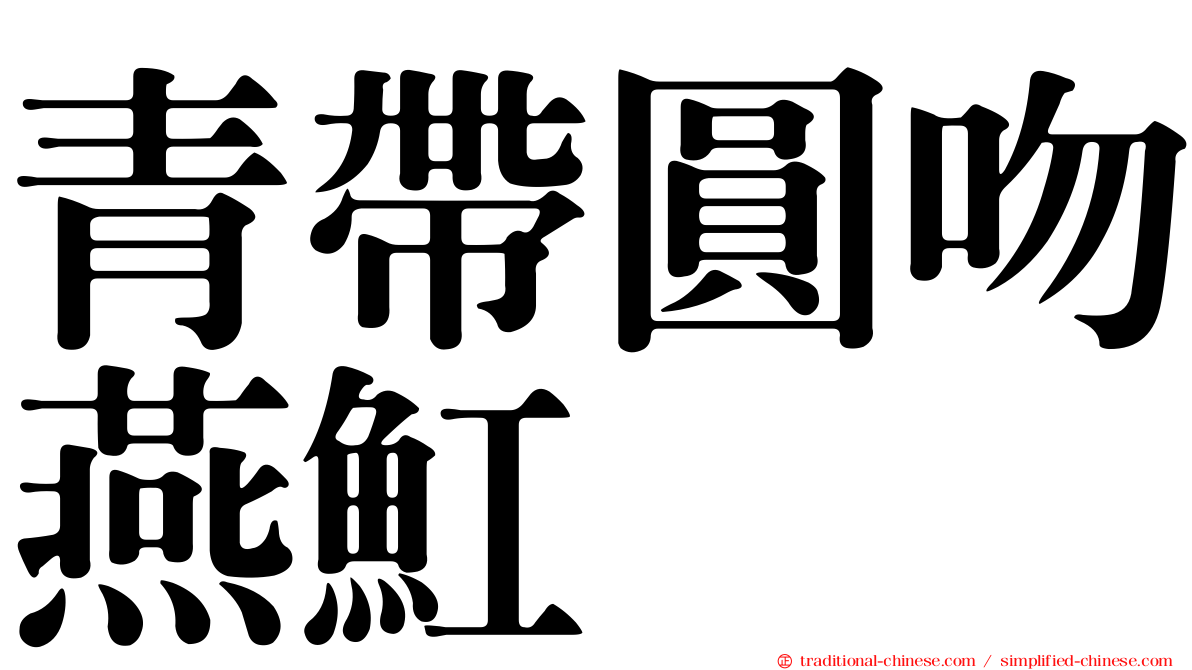 青帶圓吻燕魟