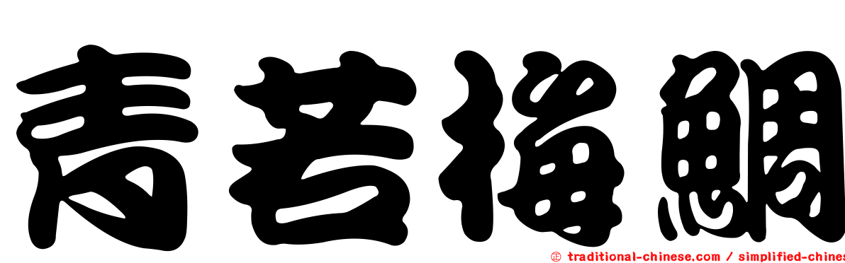 青若梅鯛