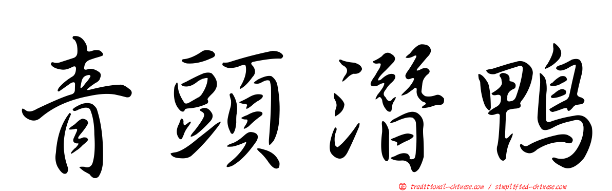 青頭潛鴨