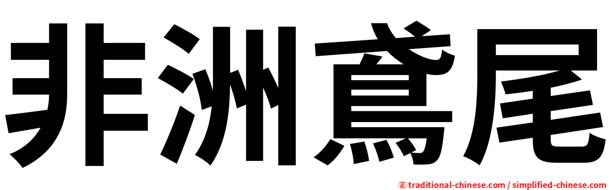 非洲鳶尾