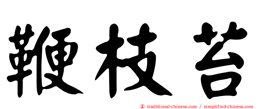 鞭枝苔