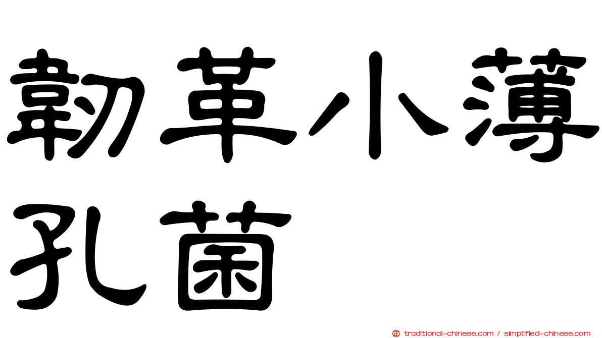 韌革小薄孔菌