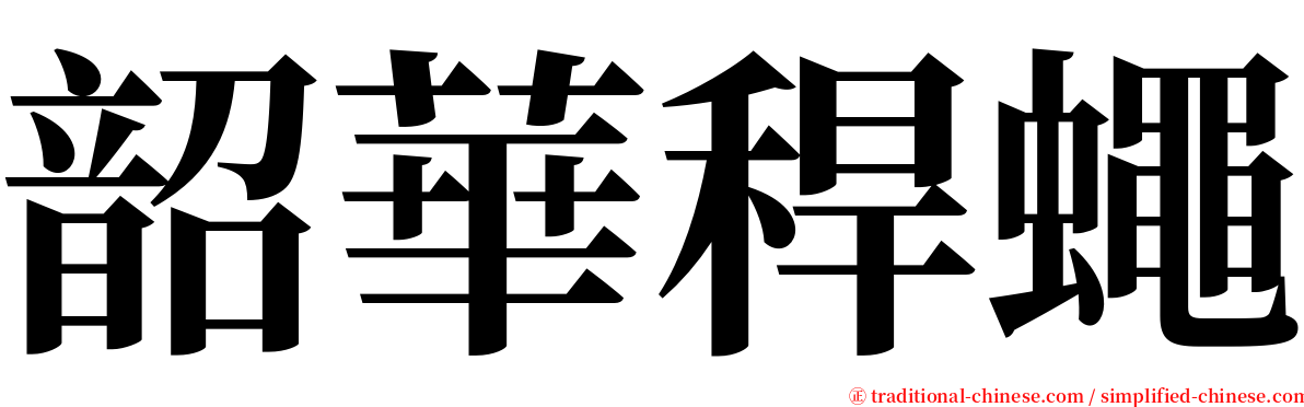 韶華稈蠅 serif font