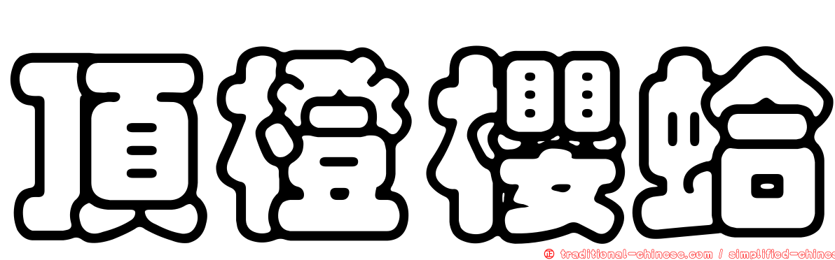 頂橙櫻蛤